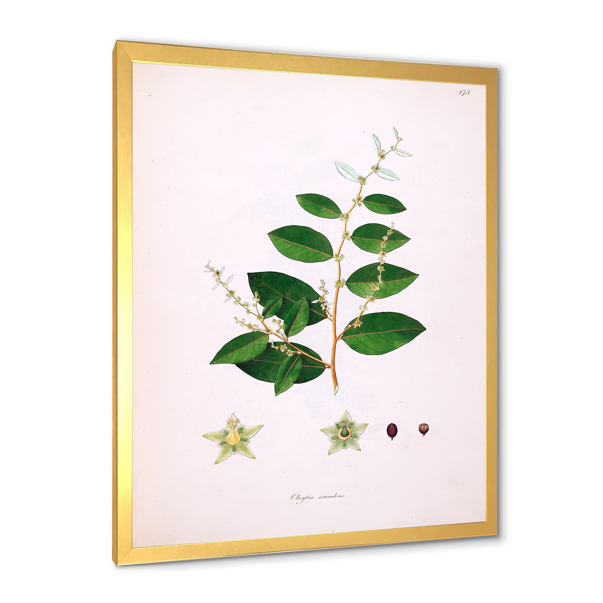 Designart 'Ancient Plant Life XVI' Farmhouse Framed Art Print