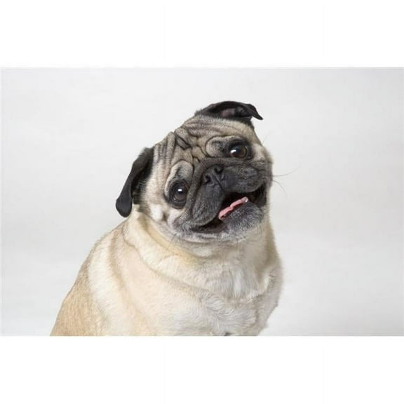 Pug Dog Smiling Poster Print by Corey Hochachka - 17 x 11