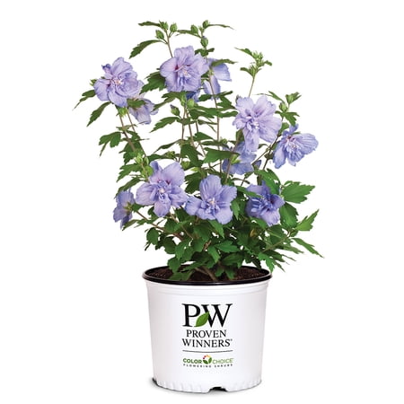 Proven Winners ColorChoice Blue Chiffon Hibiscus Live Shrub (2 Gallon)