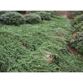 thumbnail image 3 of Bar Harbor Juniper  5 Live 4 Inch Pots  Juniperus horizontalis 'Bar Harbor'  Perfect Lush Ground Cover & Landscape Accent  Drought Resistant & Low Maintenance, 3 of 9