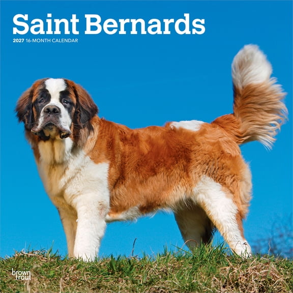 Saint Bernards | 2027 12x24" (Hanging) Wall Calendar | Plastic-Free