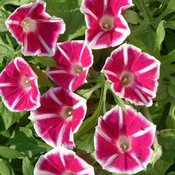 Outsidepride Morning Glory Rosita - 100 Seeds