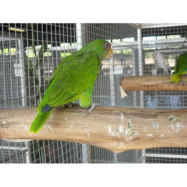 Pet Small Parrot Parakeet Cage Colorful Bird - 12 Inch By 18 Inch Laminated Poster With Bright Colors And Vivid Imagery -