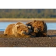 thumbnail image 2 of Jones, Adam 32x23 Black Ornate Wood Framed with Double Matting Museum Art Print Titled - Adult female grizzly bear and cub sleeping on beach at sunrise-Lake Clark National Park and Preserve, 2 of 4