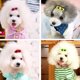 thumbnail image 3 of Gafas de sol para mascotas/juego de horquillas de plástico para el pelo, pinza para el pelo para perros, cabeza para mascotas, 10 Uds. Hugtrwg Para estrenar, 3 of 5
