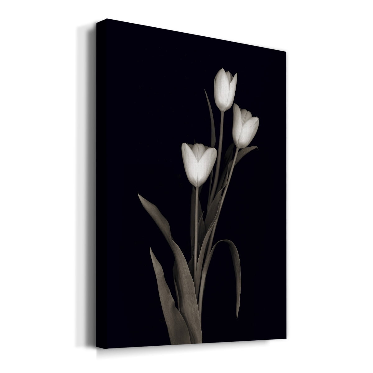 Tulip Pose I Premium Gallery Wrapped Canvas - Ready to Hang
