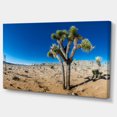thumbnail image 2 of Joshua Tree in Open Desert - Landscape Canvas Art Print, 2 of 3
