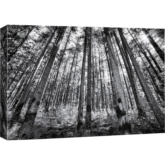 IDEA4WALL Canvas Wall Art Sunlight Filtering Through Trees Leaves Nature Forest Photography Realism Traditional Scenic Dramatic Black and White for Living Room, Bedroom, Office - 12"x18"