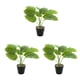 thumbnail image 2 of Planta de tortuga ecológica de bajo mantenimiento Inteprter decoración hogar oficina JH5475, 2 of 6