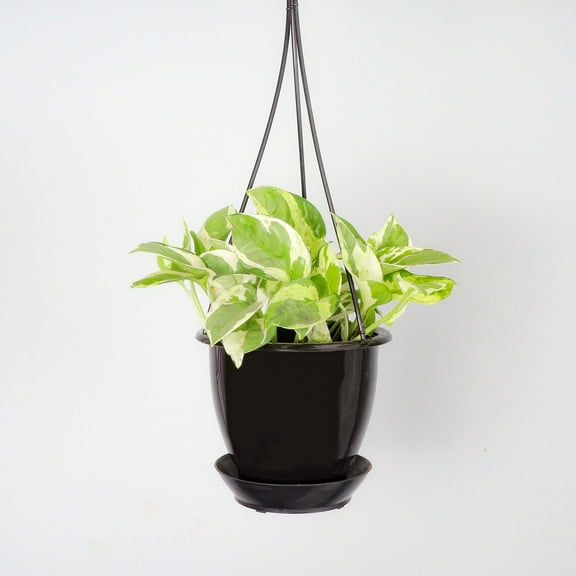 Live Pearls and Jade Pothos Plant - 4" Hanging Pot - Black