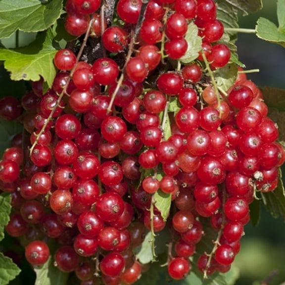 Jonkeer Van Tets Red Currant Bush - NO SHIP to NC, WV, NH - 2.5" Pot