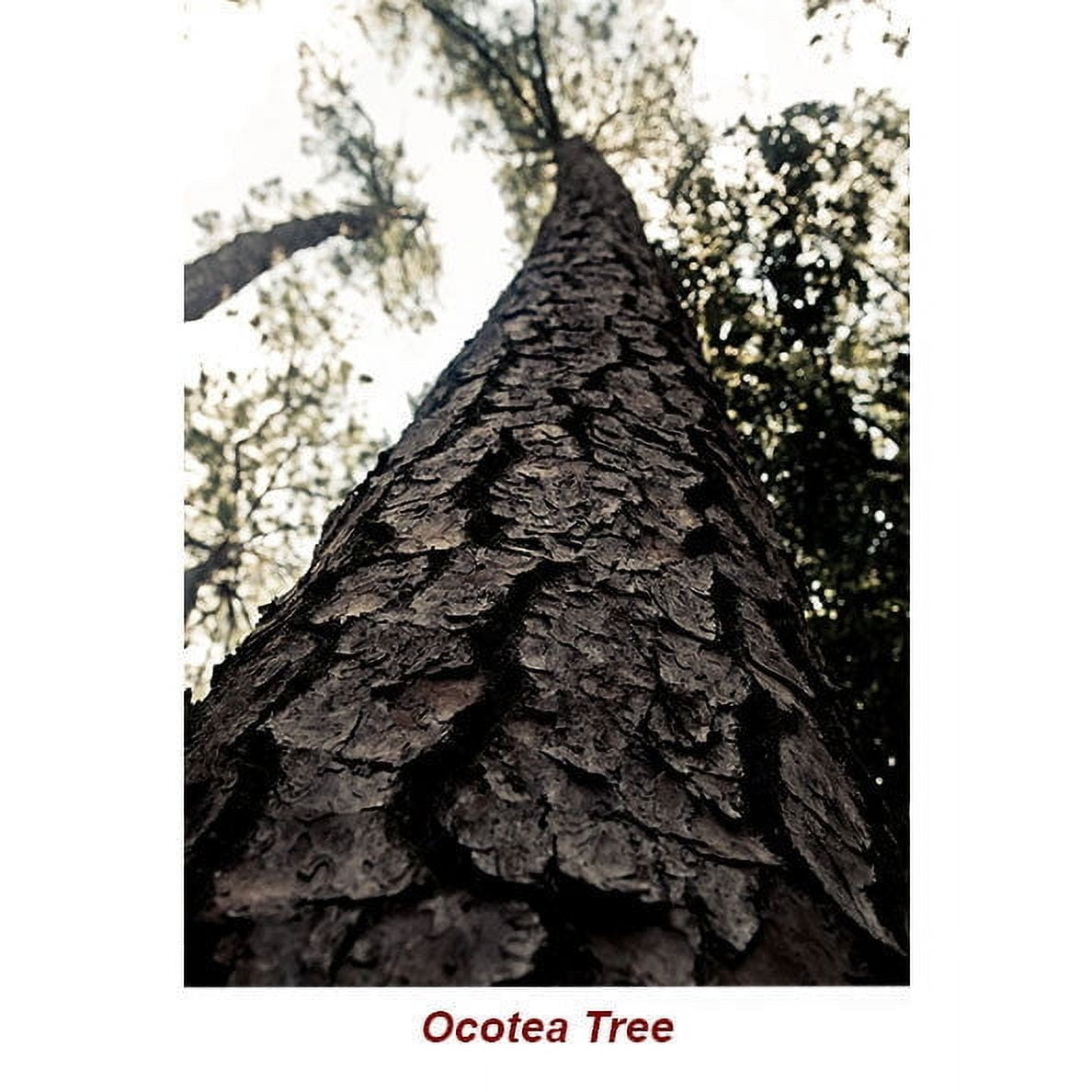 Ocotea Ishpink Essential Oil 5 ml (1/6 fl oz) - 100% Pure and Natural by Silky Scents