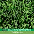 thumbnail image 3 of Scotts Turf Builder Grass Seed Tall Fescue Mix, 20 lb., 3 of 8