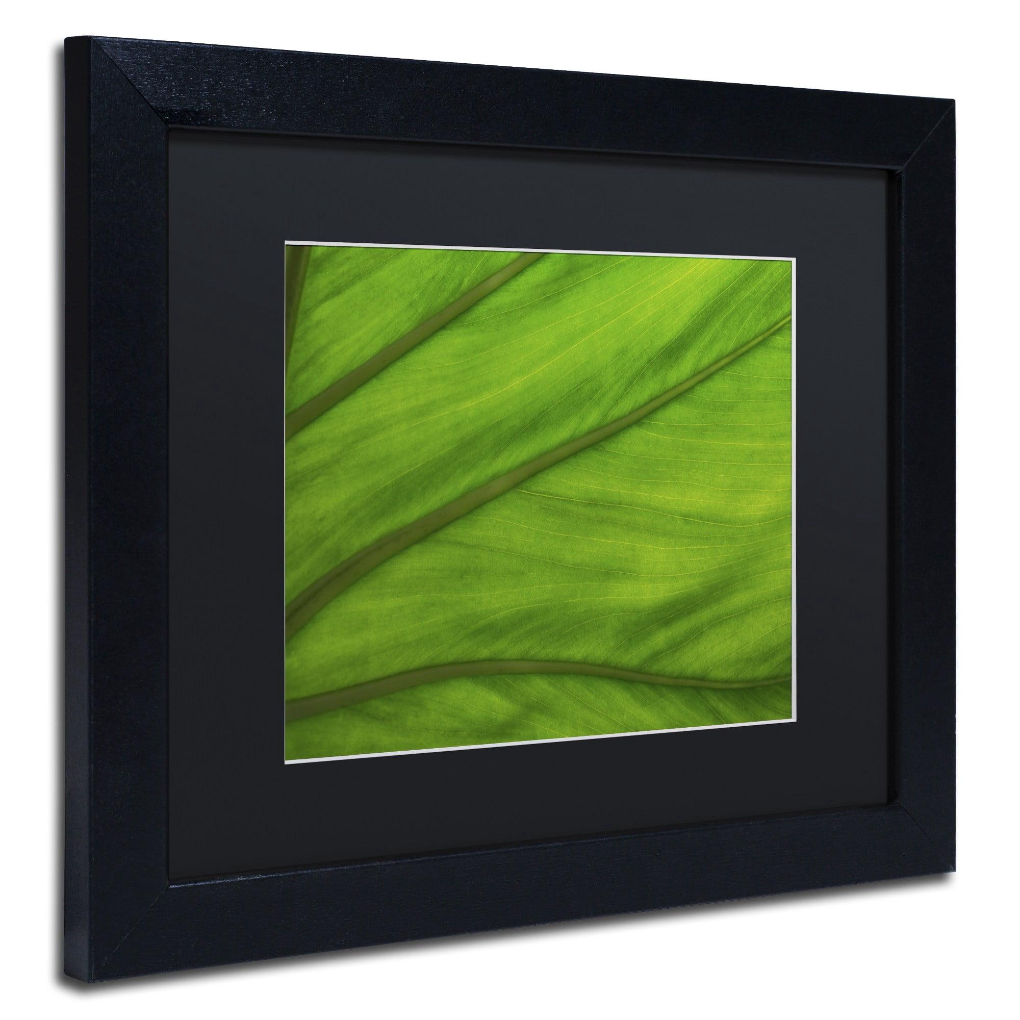Trademark Fine Art "Green Elephant Ear Abstract" Canvas Art by Kurt Shaffer Black Matte, Black Frame