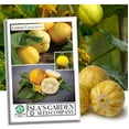 thumbnail image 2 of Lemon Cucumber Seeds,125 Heirloom Seeds Per Packet, Non GMO Seeds, 2 of 4