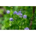 thumbnail image 5 of Globe Gilia Flower Seeds, 1000 Seeds Per Packet, Isla's Garden Seeds, 5 of 9