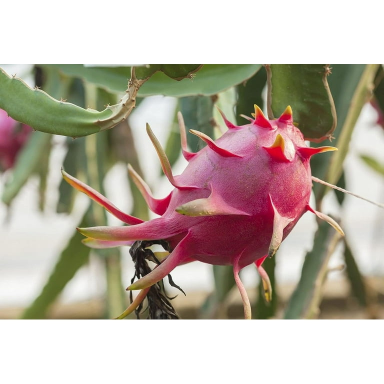 Dragon Fruit Tree - Live Plant in a 4 Inch Pot - Hylocereous Undatus -  Edible Tropical Fruit Plant from Florida 