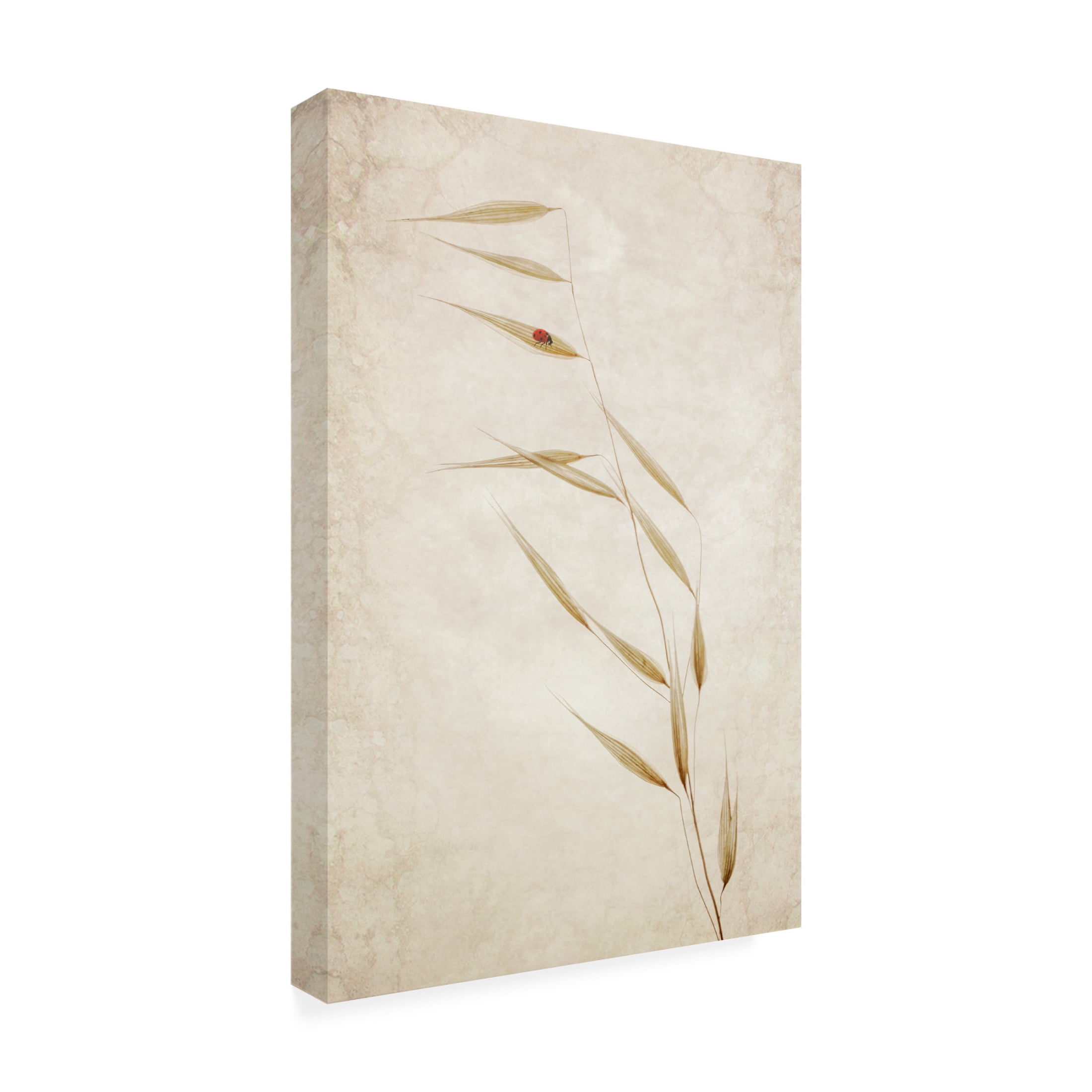 Trademark Fine Art Cicek Kiral  The Tenant Canvas Wall Art