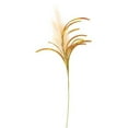 thumbnail image 1 of Pampas Spray Natural 31", 1 of 1