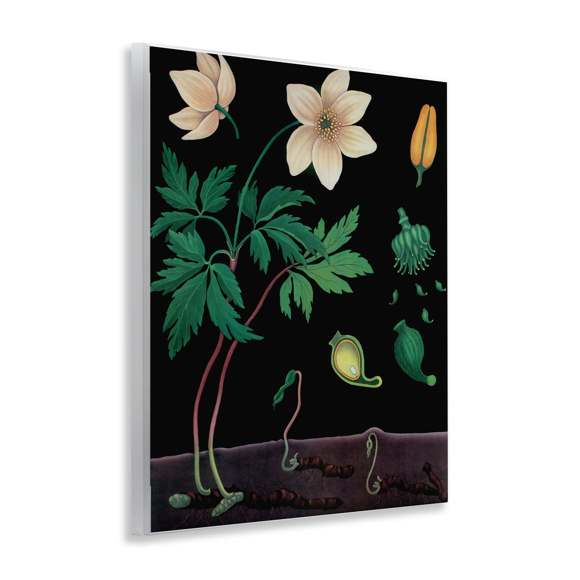 Stupell Industries Sprouting Wildflower Illustrations Wall Plaque Art, design by Vintage Hustle