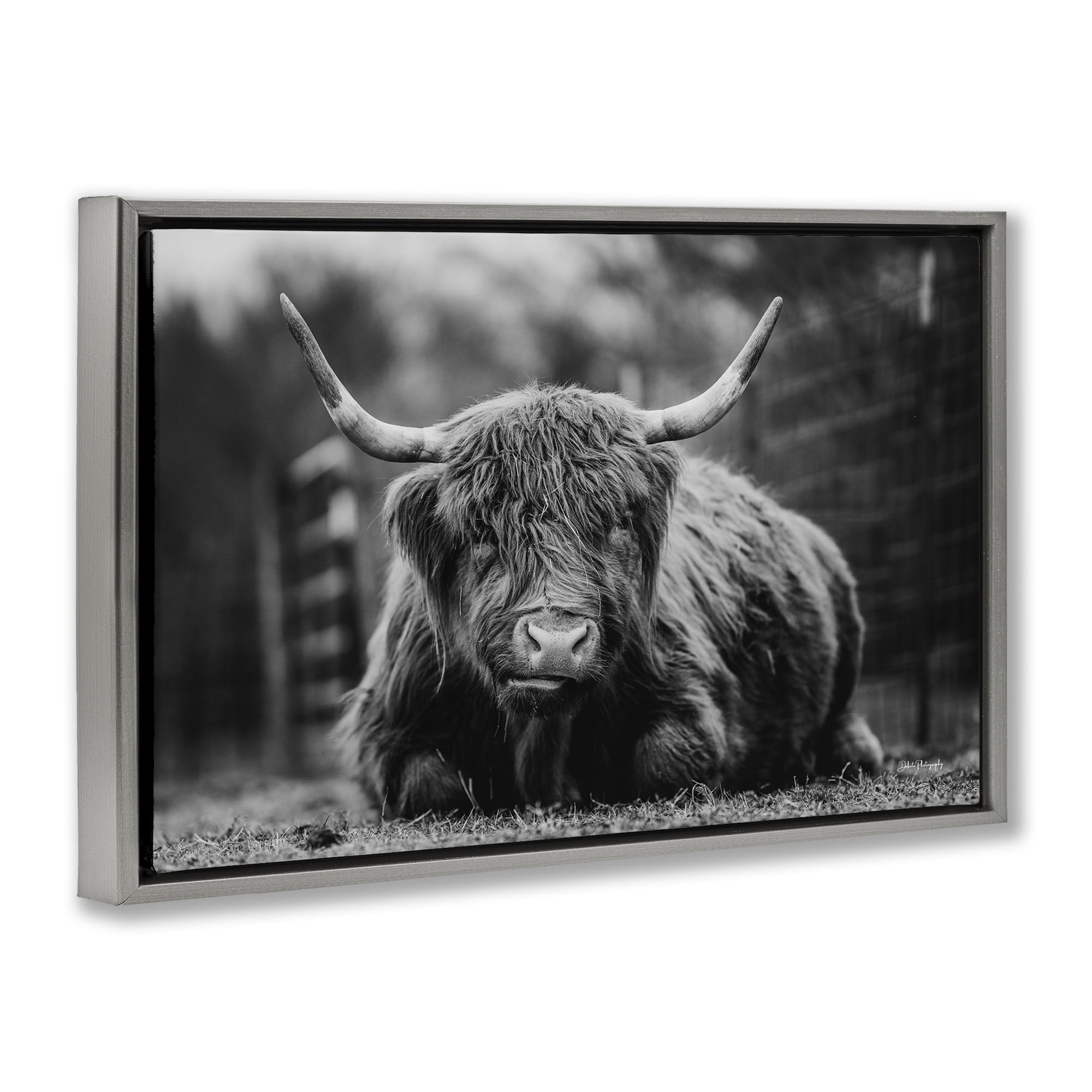Stupell Industries Cattle Laying in Grass Animals & Insects Photography Gray Floater Framed Canvas Art Print Wall Art, 31 x 21