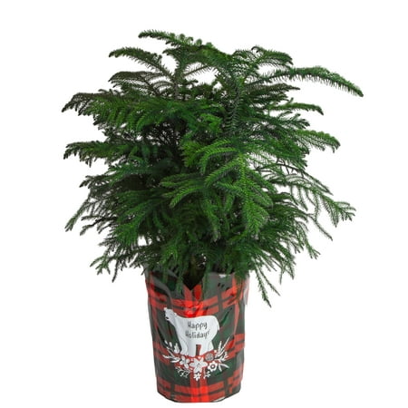 Costa Farms Live Indoor 36in. Tall Green Norfolk Island Pine; Bright, Direct Sunlight Plant in 10in. Pot Cover