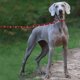 thumbnail image 4 of Nueva correa Pure Doggie ley Dou de la correa de paseo para mascotas de tamaño grande y mediano alargada correa de color sólido, 4 of 5