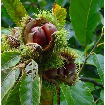 Hybrid Chestnut Tree Seedling for Planting (1 Yr Seedling) - Best Chestnut Trees for Whitetail Deer - Castanea dentata x mollisima - No Ship to California