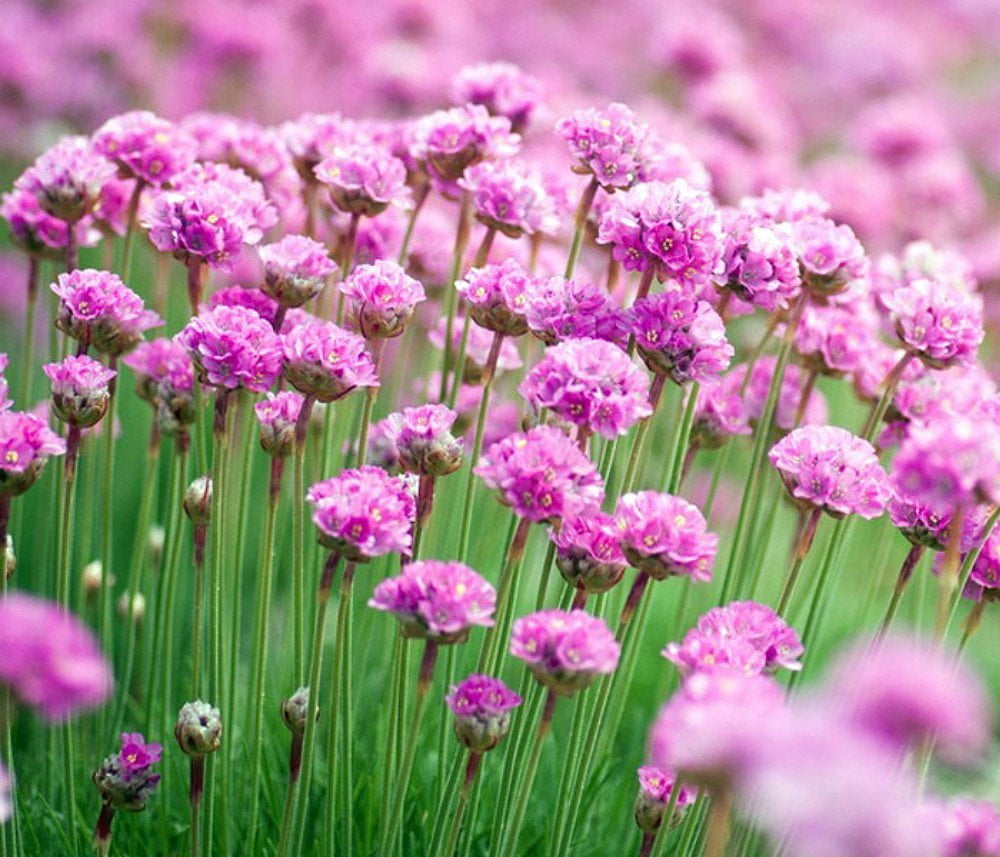 Little Penny Thrift Perennial Armeria Fairy Garden