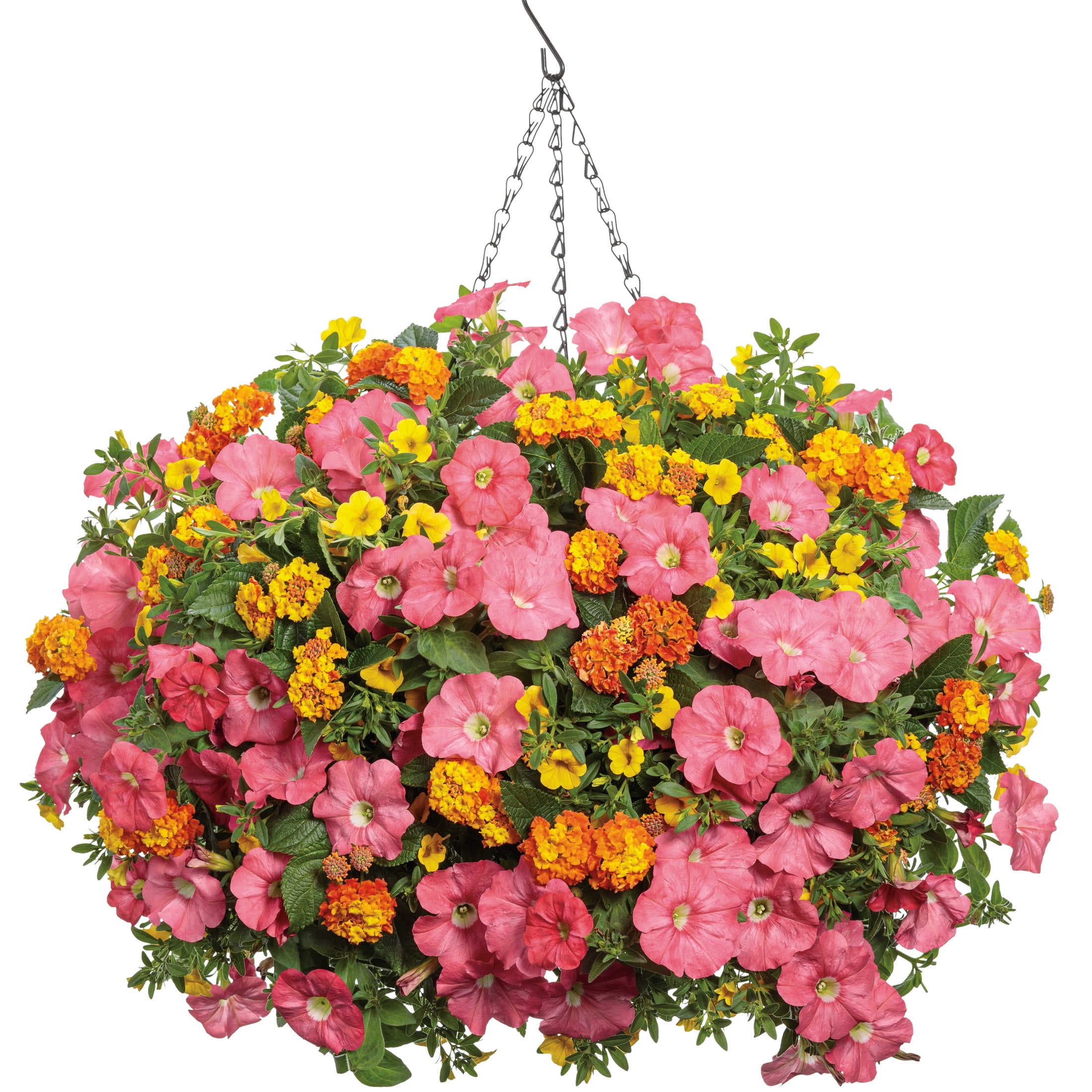 Proven Winners 4" Multicolor Luscious Basket Tangeglow Lantana Live Plant in 4.25" Pot (4 Count)