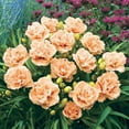 thumbnail image 3 of PEMDASGARDEN 10+ Siloam Peony Display Reblooming Daylily Flower Seeds, Rare, 3 of 3
