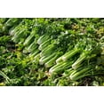 thumbnail image 6 of 1000 Seeds TENDERCRISP CELERY Stalks & Leaves Apium Graveolens Vegetable Seeds, 6 of 11