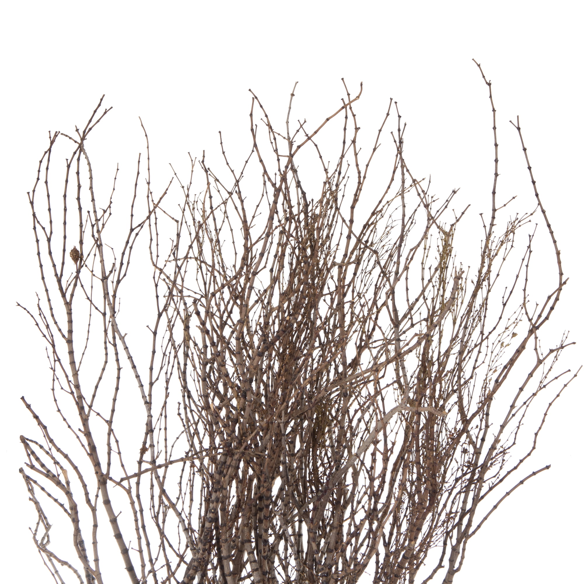 Vickerman 36" Tigerwood bundle, 25 stems per Bundle , Dried