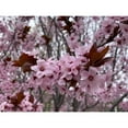 thumbnail image 3 of Grayscale 14x12 Black Modern Framed Museum Art Print Titled - Cherry Blossoms I, 3 of 5