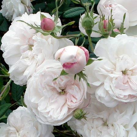 Heirloom Roses Alba Rose Bush - The Mme Plantier Plant , Live Fragrant Plants For Outdoors , White Own Root Bushes For Planting , One Gallon Potted Outdoor Flowers