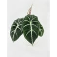 thumbnail image 3 of Alocasia Black Velvet - Live Air-Purifying Indoor Plant in Nursery Pot – Easy Care, Low Maintenance Houseplant for Home & Office Decor, Natural Air Cleaner, Best for Beginners (6"Pot), 3 of 10