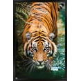 thumbnail image 1 of Tigre - Eau, 1 of 4