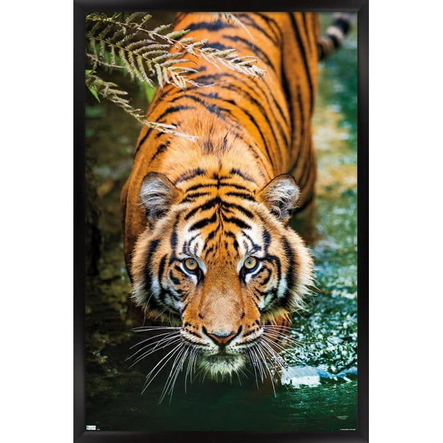 Tigre - Eau