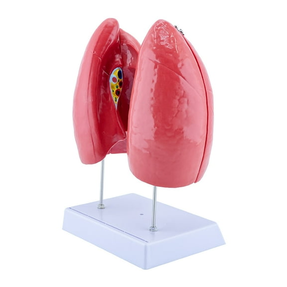 Human Anatomical Lung Model Normal Lung Anatomy Model with Removable Parts