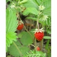 thumbnail image 3 of Earthcare Seeds Strawberry Alexandria Alpine 125 Seeds (Fragaria vesca) Heirloom - Non GMO - Open Pollinated, 3 of 6