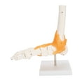 thumbnail image 4 of Modelo de estructura de esqueleto de hueso de tobillo de pie humano 1:1, modelo de articulación de pie con ligamentos, 4 of 5