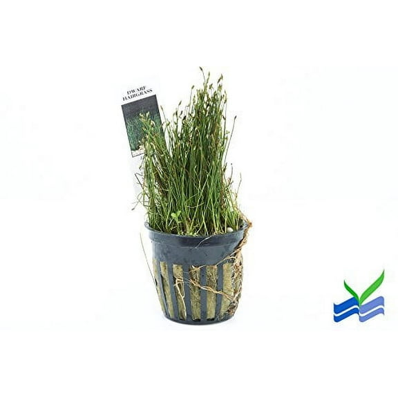 Potted Dwarf Hairgrass Aquarium Live Plant