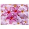 thumbnail image 4 of Pink Plumeria Live Plant Cuttings Hawaiian Tropical Plants 9-12 inches long 1 Pack Tyslan, 4 of 8