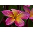 thumbnail image 2 of Williams, Joanne 18x13 White Modern Wood Framed Museum Art Print Titled - Ecuador, Napo Wildlife Center Plumeria flower, 2 of 4