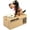 Brown Black, variant on Kids' Piggy Bank Funny Dog Shape For Coin Saving Great Gift (Black)