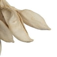 thumbnail image 2 of Vickerman Natural Botanicals 3" Bleached Brachychiton, Preserved Foliage Dried Pods, 1.1 Pounds Per Pack, 2 of 2