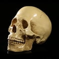 thumbnail image 3 of Modelo de cráneo desmontable Creativo Realista Home Bar Escritorio Escultura decorativa Regalo Divertido Cráneos Enseñanza Proporaje para fiesta Halloween Speravity HA011082-00B, 3 of 7