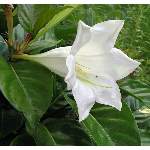Portlandia grandiflora Plant - Vanilla Fragrance at Night - Indoors/Out - 4" Pot