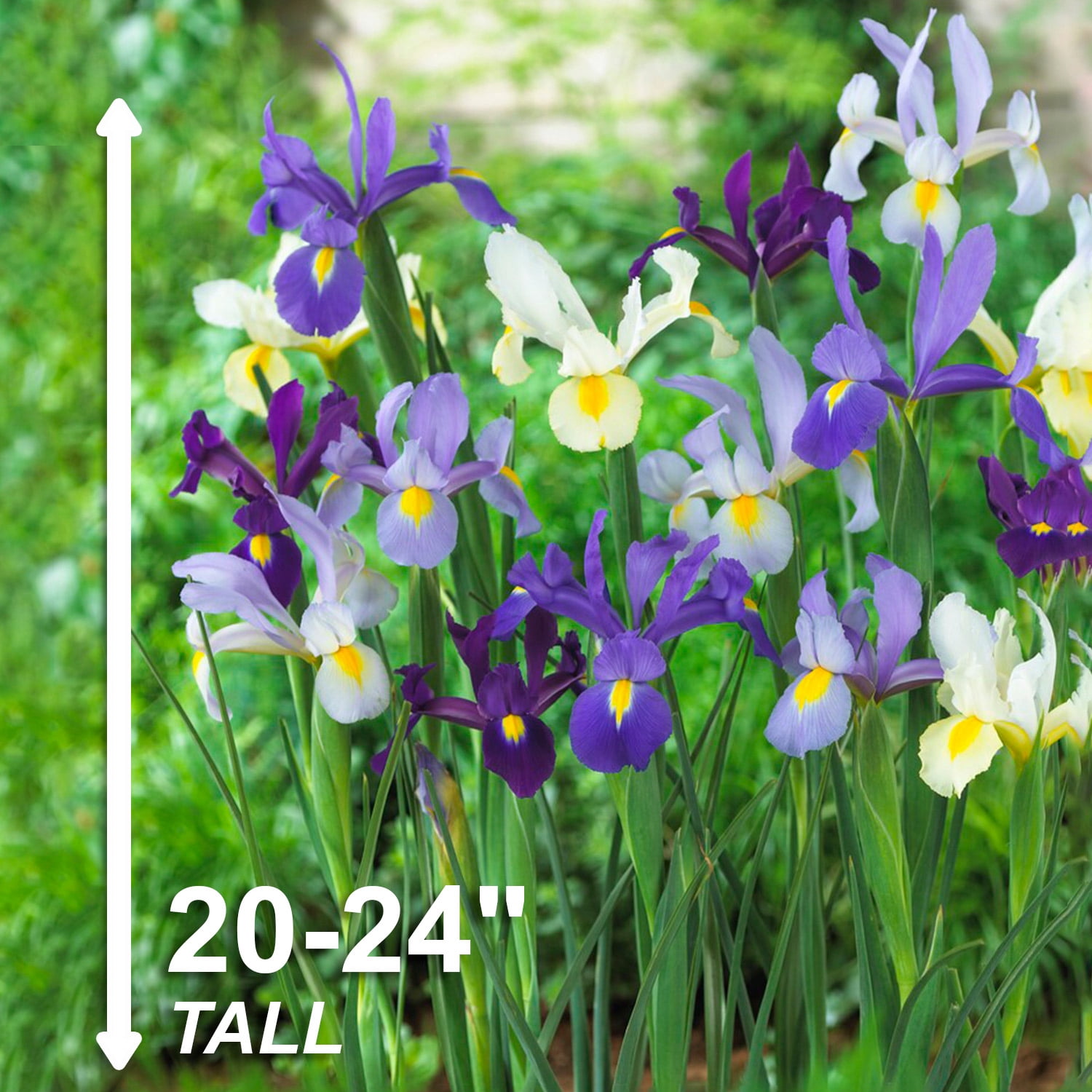 Garden State Bulb Dutch Iris Hollandica Mixed Flower Bulbs, 8/9cm (Bag of 100)