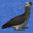 thumbnail image 2 of CafePress - African Gray Parrots - Cute Infant Baby Football Bodysuit, 2 of 3